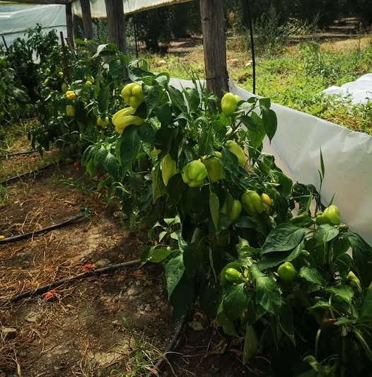 Σχετικά με Εcoplant 1 371858178 265930829547498 149819506230952876 n -