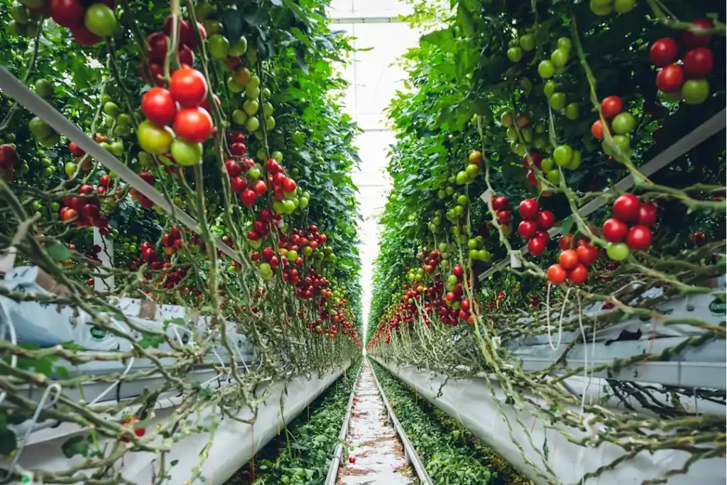 Τρόποι χρήσης EcoPlant 8 Ecoplant-μεγάλα_Δεντρα