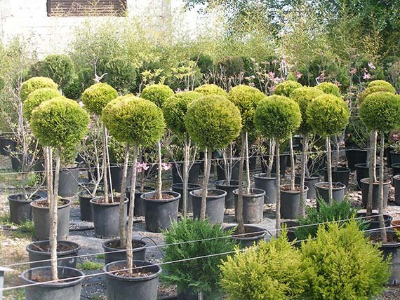 Τρόποι χρήσης EcoPlant 7 Ecoplant Μικρά Δέντρα