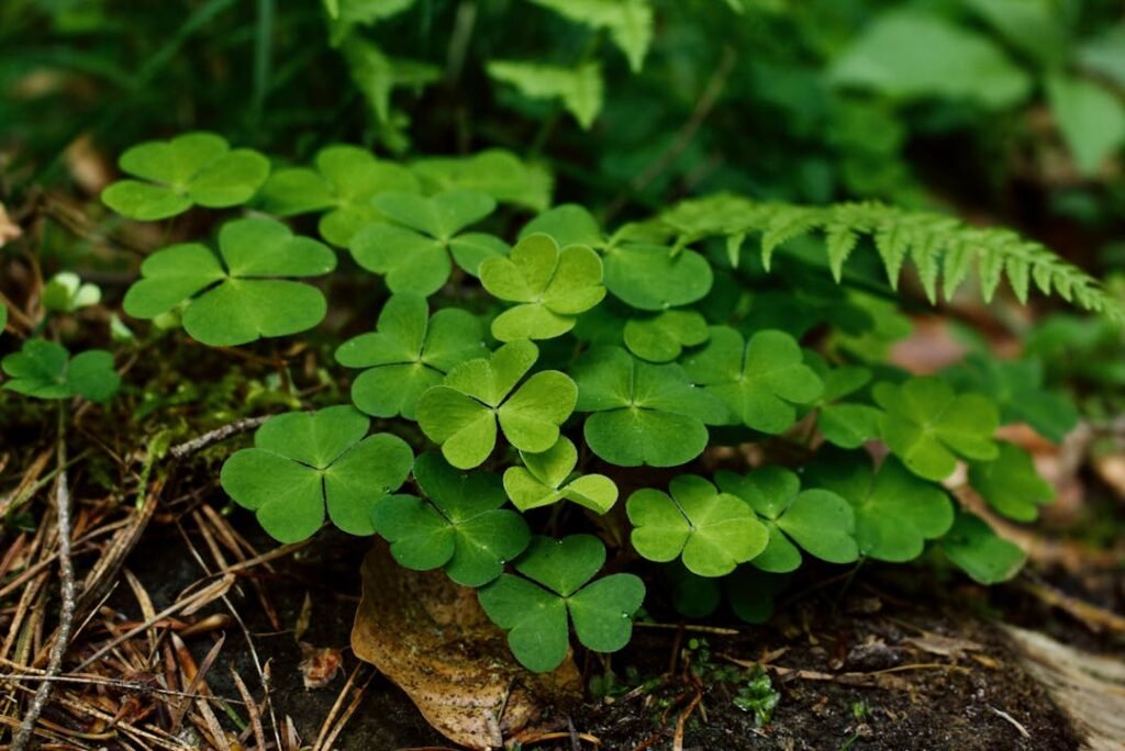 Τρόποι χρήσης EcoPlant 2 Ecoplant Τριφύλλι