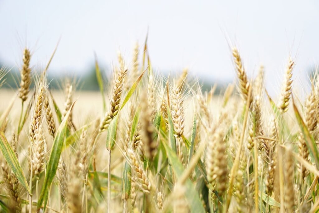 Τρόποι χρήσης EcoPlant 1 Ecoplant Σιτηρά